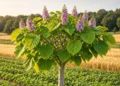 Paulownia, l’arbre asiatique qui capterait dix fois plus de CO2 que le chêne