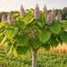 Paulownia, l’arbre asiatique qui capterait dix fois plus de CO2 que le chêne