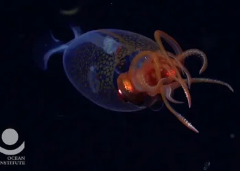 Un calmar colossal filmé vivant pour la première fois, une énigme des abysses se dévoile