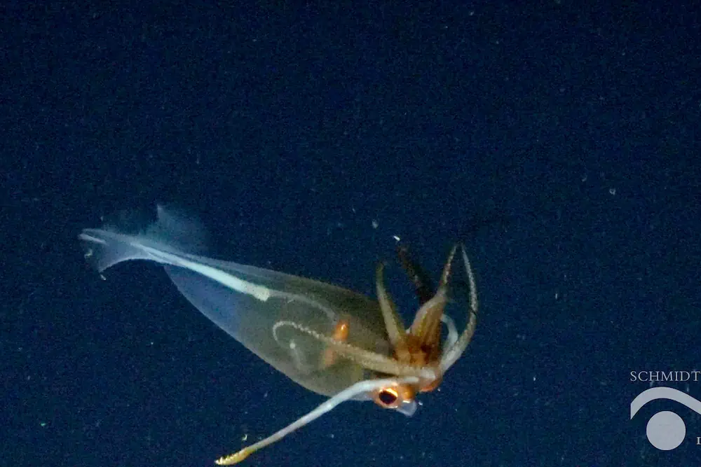 Un calmar colossal filmé vivant pour la première fois, une énigme des abysses se dévoile