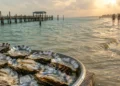 Vibrio vulnificus : la Floride et la Louisiane face à une hausse des cas mortels