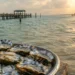 Vibrio vulnificus : la Floride et la Louisiane face à une hausse des cas mortels