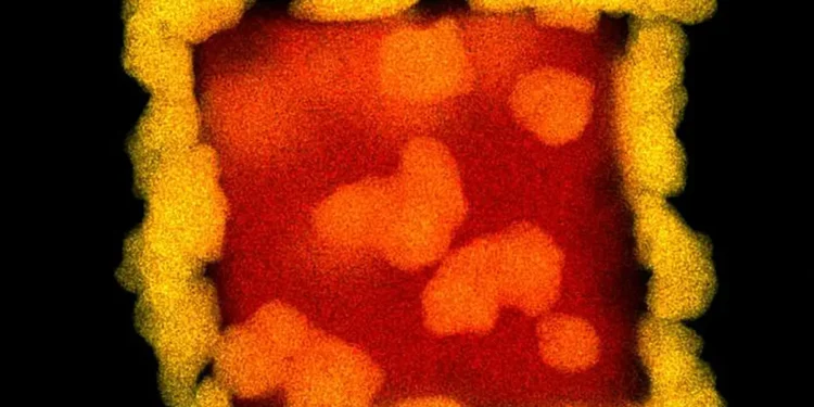 Les photons créent des boîtes dorées, les électrons mènent aux coquilles