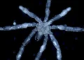 Des araignées de mer aux pattes poilues et aux yeux rouges découvertes dans la mer des Salish