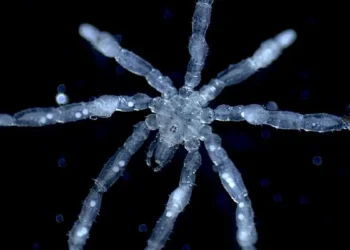 Des araignées de mer aux pattes poilues et aux yeux rouges découvertes dans la mer des Salish