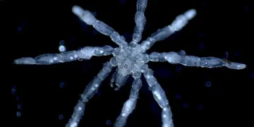 Des araignées de mer aux pattes poilues et aux yeux rouges découvertes dans la mer des Salish