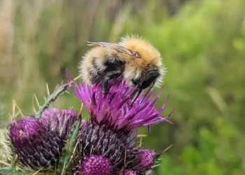 Bumblebee on a thistle in the Scottish heathlands