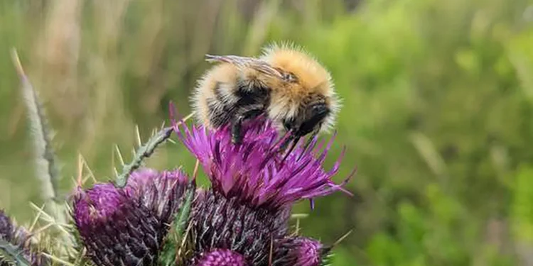 Bumblebee on a thistle in the Scottish heathlands