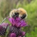 Bumblebee on a thistle in the Scottish heathlands