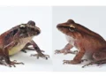 L’armure bactérienne de la peau des grenouilles aide à les protéger d’une maladie fongique