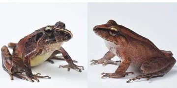 L’armure bactérienne de la peau des grenouilles aide à les protéger d’une maladie fongique