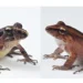L’armure bactérienne de la peau des grenouilles aide à les protéger d’une maladie fongique