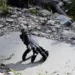 Cette main robotique à 16 000 dollars marche sur ses doigts et se relève seule