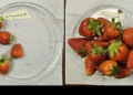 Comment un nouveau textile pourrait tripler la production des plants de fraisiers