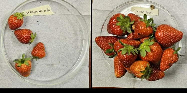 Comment un nouveau textile pourrait tripler la production des plants de fraisiers