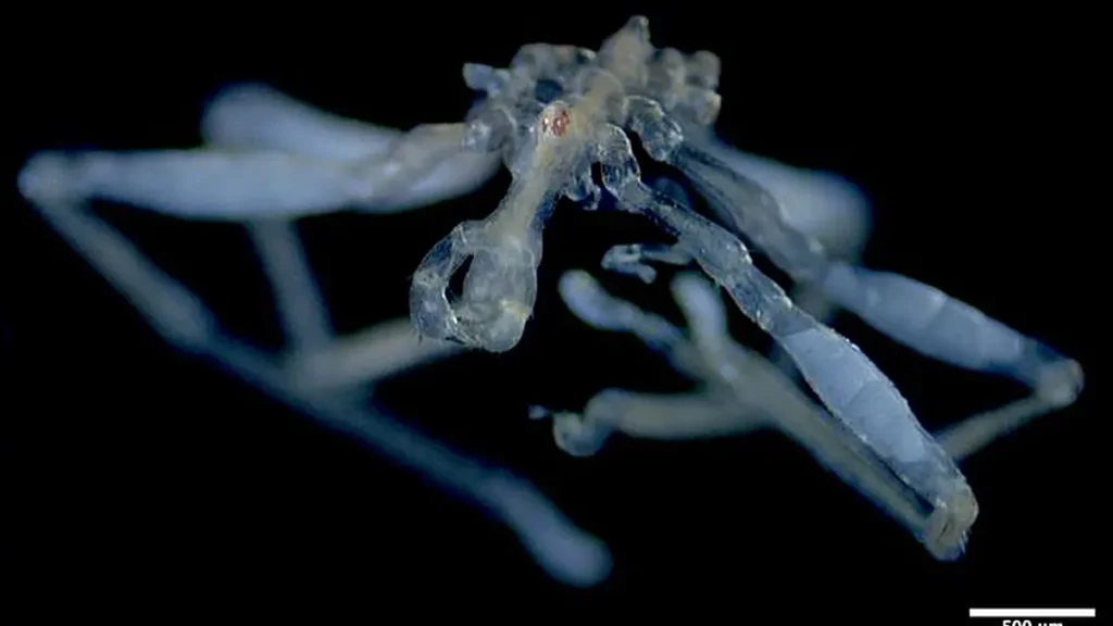 Une photo de la nouvelle espèce d'araignée de mer, Callipallene pilosuspedes
