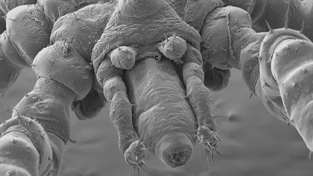 La face du Tanystylum kiixin à l'échelle de 100 micromètres