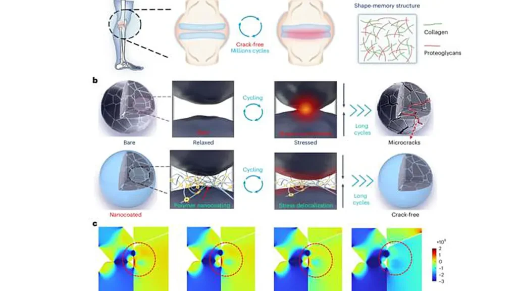 The design of the cartilage-inspired polymer nanocoating helps mitigate “intergranular cracking” in high-energy cathode