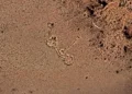 Un géoglyphe andin repéré sur Google Earth attend les archéologues argentins