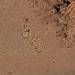 Un géoglyphe andin repéré sur Google Earth attend les archéologues argentins