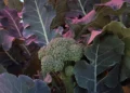 Le brocoli pousse bien sous des panneaux solaires magenta