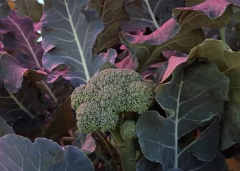 Le brocoli pousse bien sous des panneaux solaires magenta