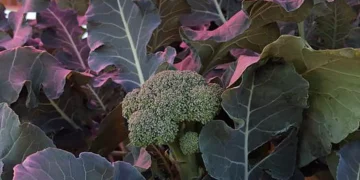 Le brocoli pousse bien sous des panneaux solaires magenta