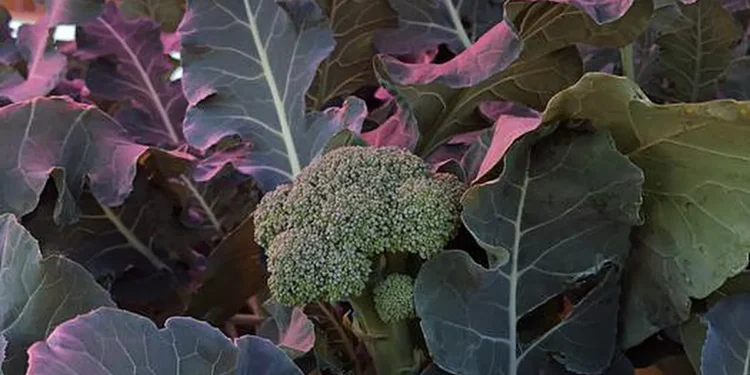 Le brocoli pousse bien sous des panneaux solaires magenta