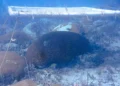 Des parapluies sous-marins pour les récifs coralliens pourraient aider à les protéger des dégâts causés par la chaleur