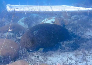Des parapluies sous-marins pour les récifs coralliens pourraient aider à les protéger des dégâts causés par la chaleur