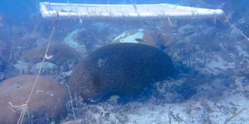 Des parapluies sous-marins pour les récifs coralliens pourraient aider à les protéger des dégâts causés par la chaleur