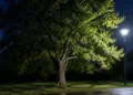 La lumière artificielle la nuit perturbe les arbres, et la France trace une autre voie