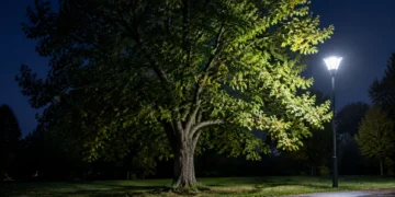 La lumière artificielle la nuit perturbe les arbres, et la France trace une autre voie