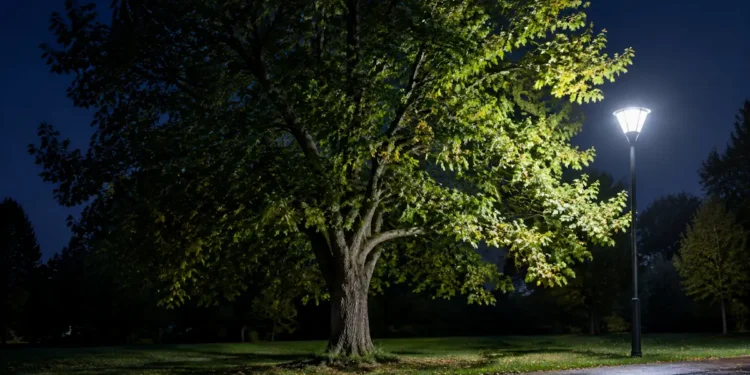 La lumière artificielle la nuit perturbe les arbres, et la France trace une autre voie
