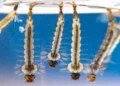 Dengue, quatre foyers et six cas autochtones recensés sous surveillance renforcée
