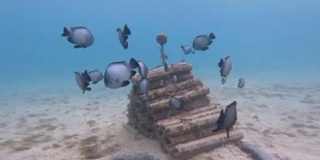 Les sons des récifs sains peuvent stimuler les efforts de récupération des coraux et des poissons