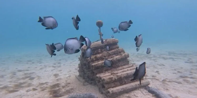 Les sons des récifs sains peuvent stimuler les efforts de récupération des coraux et des poissons