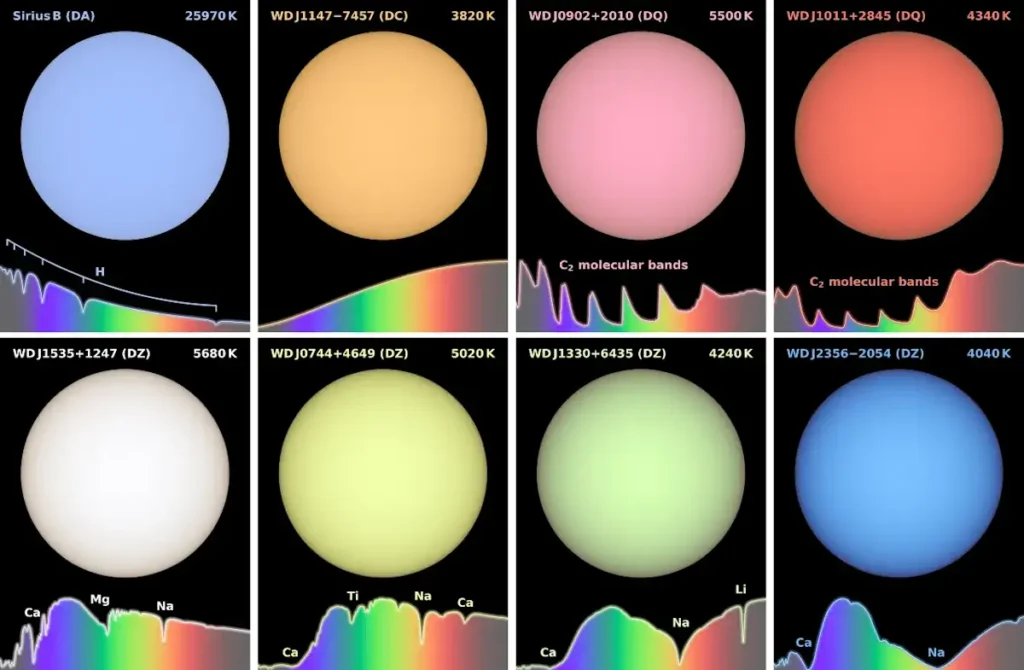 images simulées aux couleurs fidèles de naines blanches. Panneaux en haut à gauche : Sirius B est la naine blanche la plus proche du Système solaire ; elle possède une atmosphère d’hydrogène chaude, ce qui lui confère une couleur bleu pâle. WDJ1147-7449 figure quant à elle parmi les naines blanches proches les plus froides, ce qui lui confère un spectre sans particularité et une apparence orange. Panneaux en haut à droite : les enveloppes convectives de ces naines blanches froides ont fait remonter du carbone depuis leur noyau vers leurs atmosphères denses dominées par l’hélium, formant des molécules de carbone diatomiques qui donnent lieu à diverses teintes roses. Panneaux du bas : L’accrétion de débris rocheux provenant des systèmes planétaires des naines blanches enrichit leurs atmosphères froides d’hélium en éléments tels que le calcium, le magnésium et le sodium. Les quantités et compositions variables de la matière accrétée, ainsi que les températures des naines blanches, permettent une grande diversité de couleurs, y compris le vert. En réalité, toutes ces étoiles seraient plusieurs millions de fois plus brillantes que ce qui peut être représenté à l’écran.
