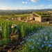 La valorisation des agro-ressources au cœur de la transition écologique : vers un modèle circulaire et durable