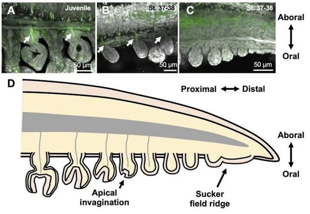 La coloration fluorescente met en évidence les fibres nerveuses présentes dans les ventouses des seiches juvéniles et en développement. Les images montrent que les nerfs s'étendent jusqu'aux bourgeons de ventouses en formation au fur et à mesure de leur développement.
